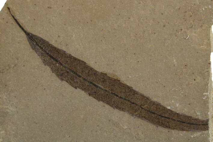 Fossil Willow (Salix) Leaf - Green River Formation, Utah #334311